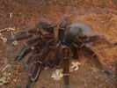 Theraphosa leblondi